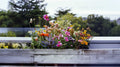 Design a Stunning Blooming Garden